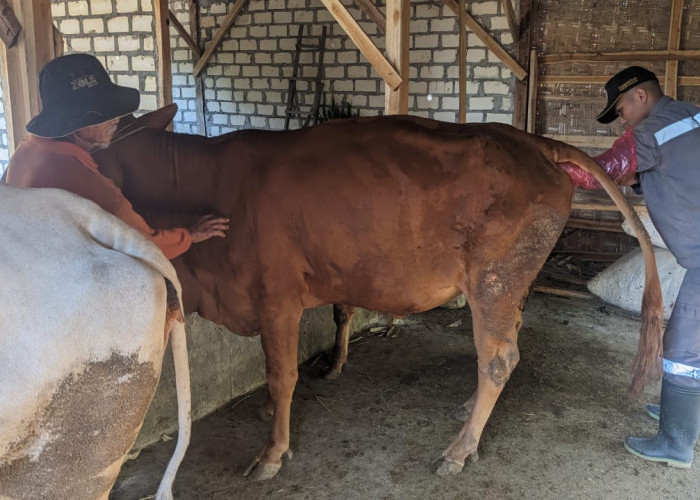 34 mahasiswa program studi Teknologi Produksi Ternak Politeknik Pembangunan Pertanian Yogyakarta Magelangmelakukan praktik inseminasi buatan di Kabupaten Rembang