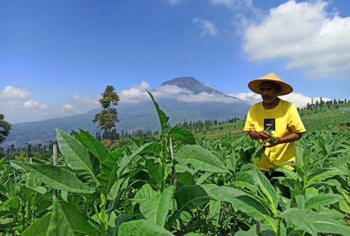 Produksi Tembakau di Panen Tahun 2022 Dipastikan Turun hingga 2.300 Ton