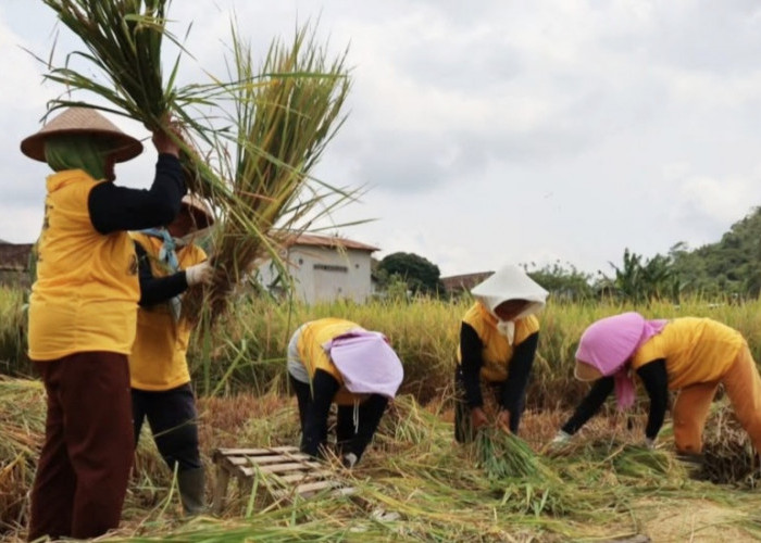 Petani Keluhkan Kelangkaan Pupuk! Pj Bupati Temanggung Turun Tangan, Ini Solusinya