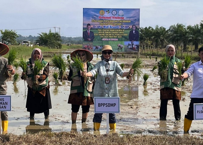 Bangkit dari Banjir! Brigade Pangan Aceh Timur Kembali Tanam 150 Hektare Padi
