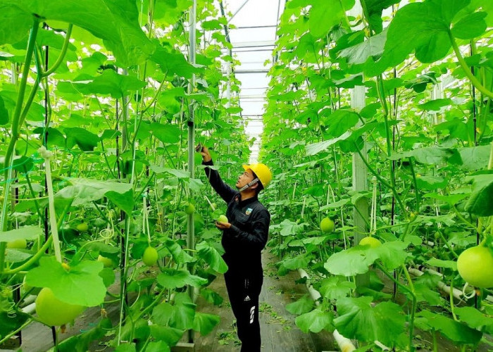 Bukan Energi Listrik Saja, Begini Cara Pertamina Dorong Pemanfaatan Panas Bumi untuk Perekonomian Rakyat