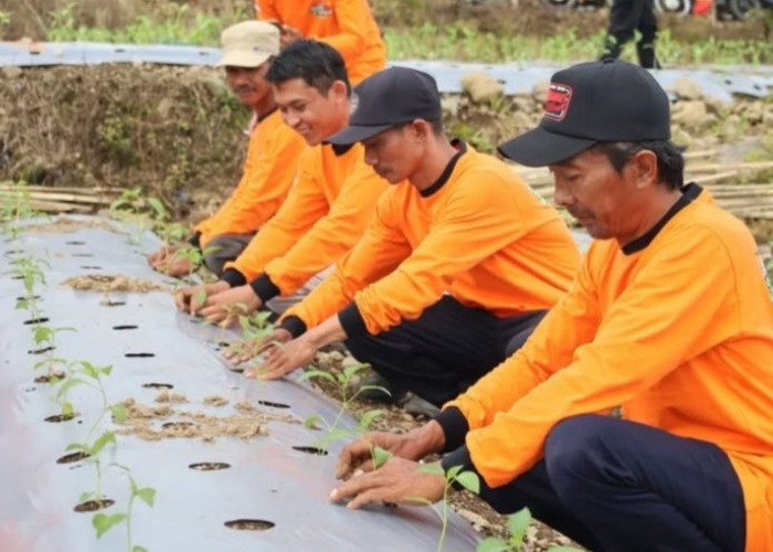 Pengembangan Cabai Lokal Salakan di Temanggung: Potensi Tinggi dan Produktivitas Melimpah