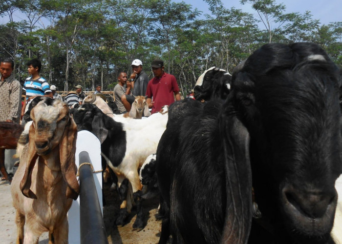 Pengawasan Ternak Diperketat Jelang Idul Adha 1447 H, Cegah Penyakit Masuk Temanggung