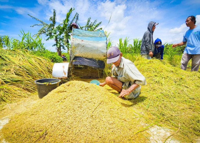 Harga Gabah di Bawah HPP, Petani Kulonprogo Menjerit dan Berharap Bulog Segera Bertindak