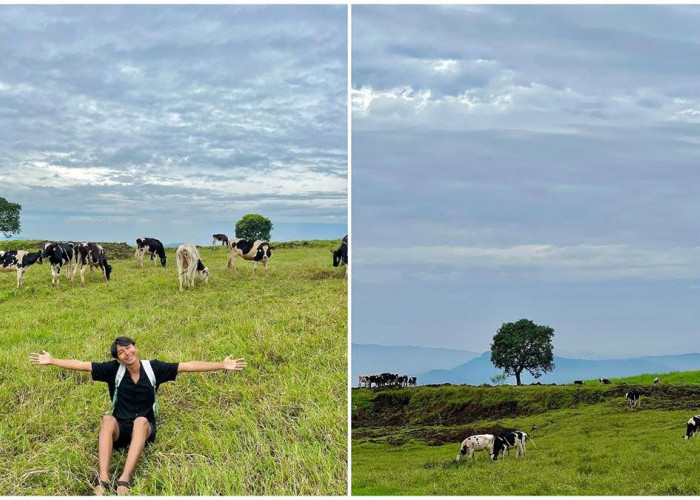 Wisata Edukasi di Manggala Farm Cilongok Banyumas, Berwisata Sambil Memberi Makan Sapi seperti di Luar Negeri