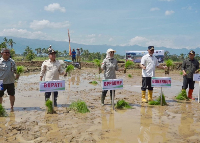 Pacu Produksi Nasional, Kementan Tanam Padi Serempak di 25 Provinsi