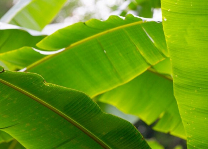 5 Manfaat Daun Pisang yang Berguna untuk Kesehatan hingga di Industri Kecantikan!