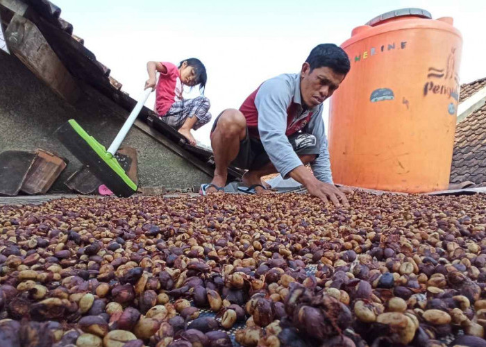 Harga Kopi Temanggung Awal 2025 Naik: Permintaan Tinggi, Stok Menipis