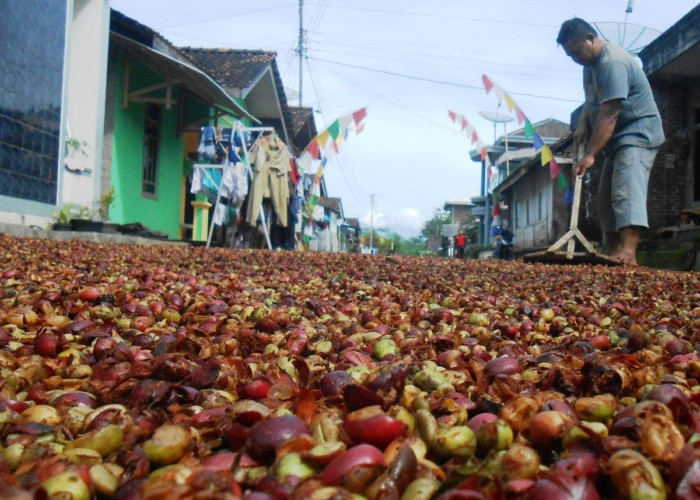 Harga Kopi Arabika Tembus Rp22.000 per Kg, Petani Temanggung Tetap Merugi akibat Panen Turun 60 Persen