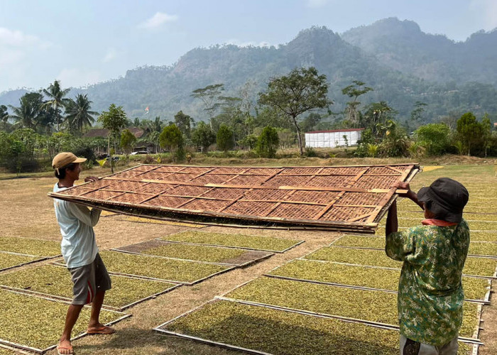 Di Balik Riuh Wisata Borobudur Magelang, Perjuangan Buruh Tani Tembakau demi Sesuap Nasi