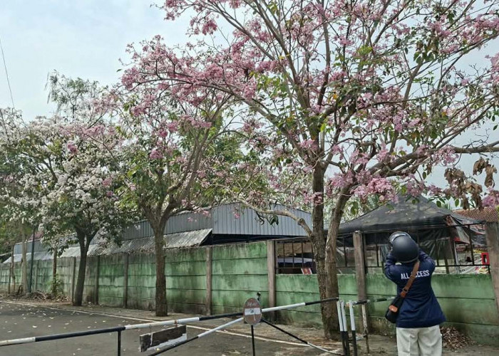 Tiap Tahun Kota Magelang Sudah Seperti Kota di Jepang Berkat Tabebuya yang Mirip Sakura