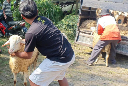 Kabar Gembira, Pasar Hewan di Temanggung Kembali Dibuka 