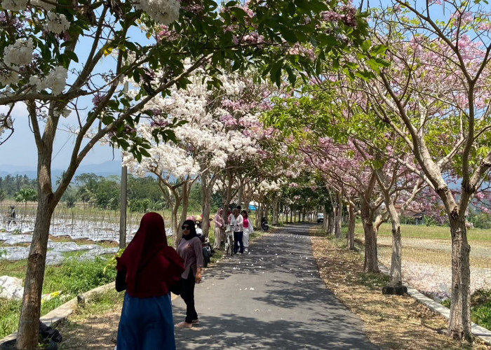 Bukan Jepang, Pesona Sakura Lokal Tabebuya Bermekaran di Ngletoh Secang Magelang