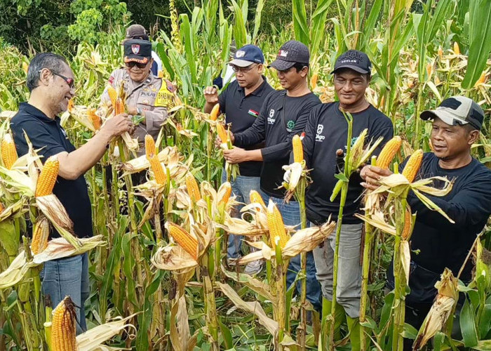 Lahan Tidur di Bandongan Disulap Jadi Kebun Jagung, Petani Magelang Panen 10 Ton