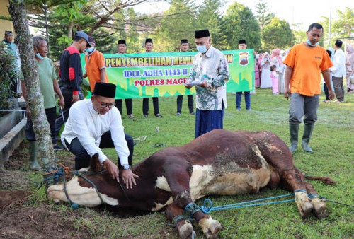 Hewan Kurban Sebelum Disembelih di Magelang, Petugas Cek PMK, Apa Hasilnya?