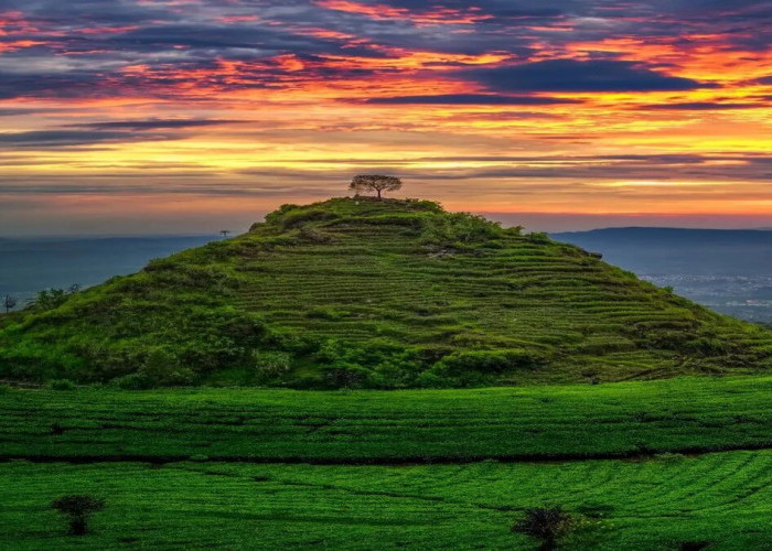 Hamparan Kebun Teh dengan Pemandangan Gunung yang Menakjubkan di Wonosobo, Bikin Kamu Gak Mau pulang!