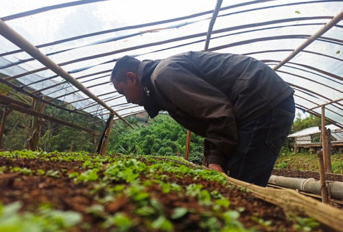 Pemkab Temanggung Bertekad Mempertahankan Tembakau Asli dengan Mengembangkan Varietas Kemloko