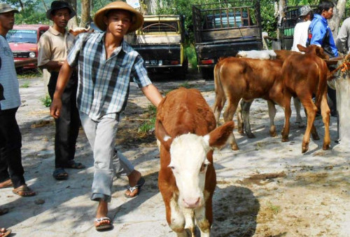 Mulai 9-22 Juni Pasar Hewan Tutup