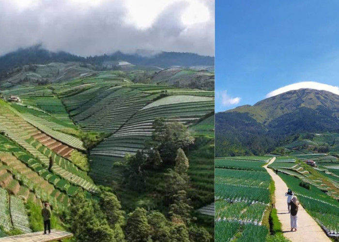 Negeri Sayur Sukomakmur, Nikmati Indahnya View Gunung Sumbing Hanya 40 Menitan dari Kota Magelang 
