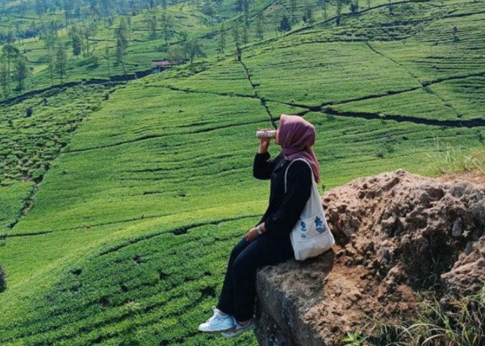 Lokasi Gunung Cilik, Pesona Alam Memikat di Wonosobo