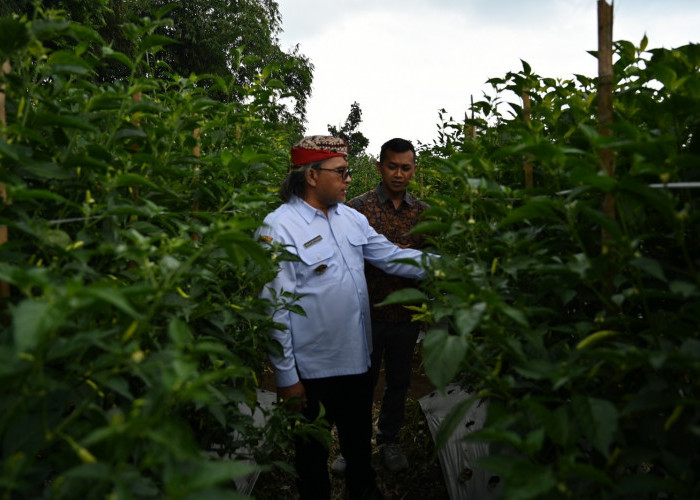 Pelatihan Cabai Temanggung: Resep 'Prof Udin' Dongkrak Panen hingga 2 Kg per Batang