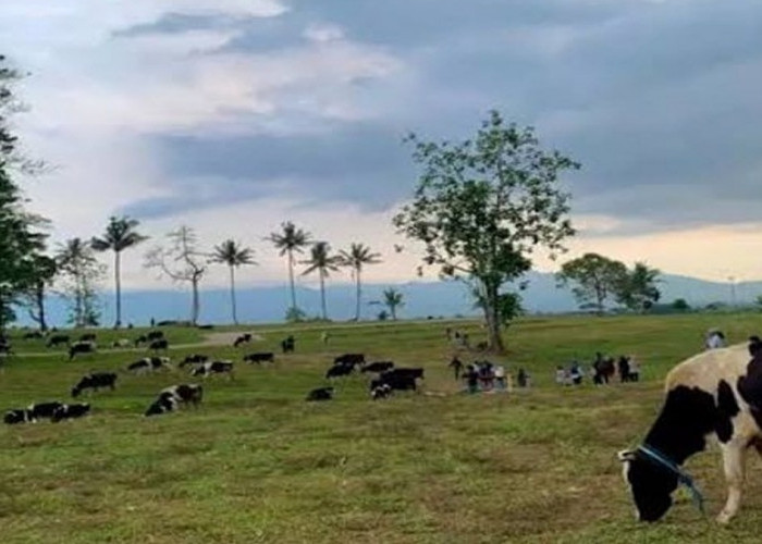 Menikmati Suasana Alam dan Bermain dengan Hewan di Propang Ranch, Surga Alam Gratis Magelang Mirip New Zealand