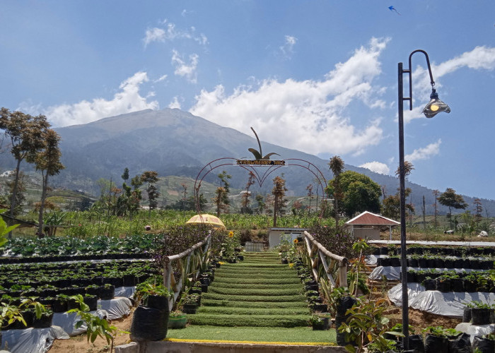 Pemandangan Kebun Krincing Strawberry Hill