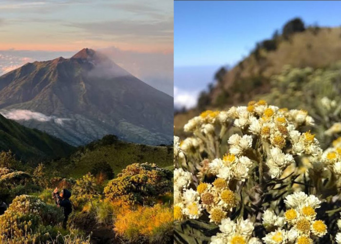 Inilah 5 Jalur Resmi Pendakian Gunung Merbabu, Salah Satunya Terdapat Bunga Edelwis!