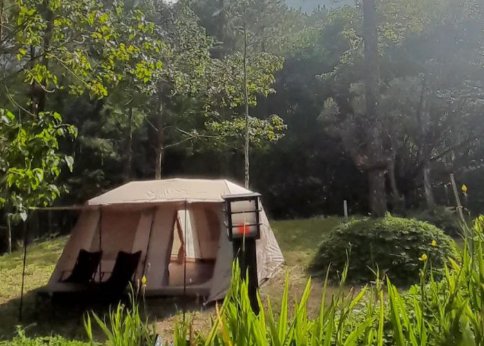 Tempat Camping Pinea Forest