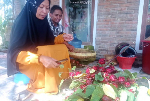 Pasutri Asal Borobudur Ini Sulap Bunga Rossela Menjadi Belasan Jenis Minuman