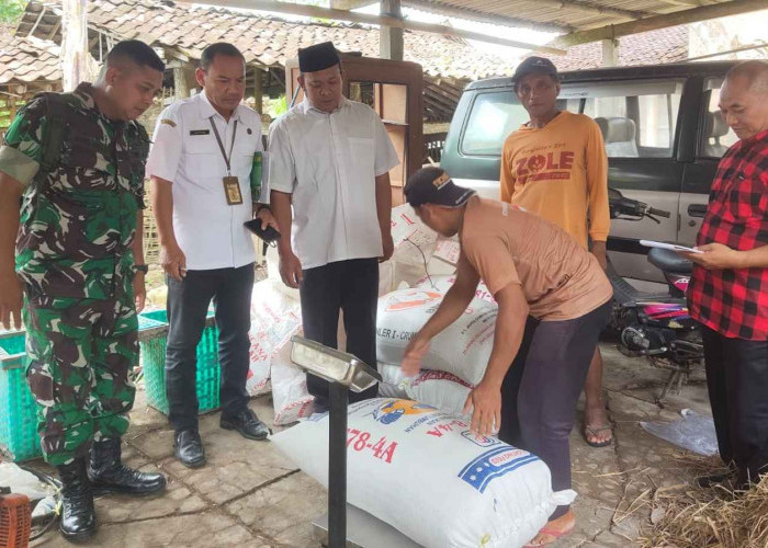 Serapan Gabah di Kecamatan Ngluwar Jadi Upaya Pemerintah untuk Ketahanan Pangan