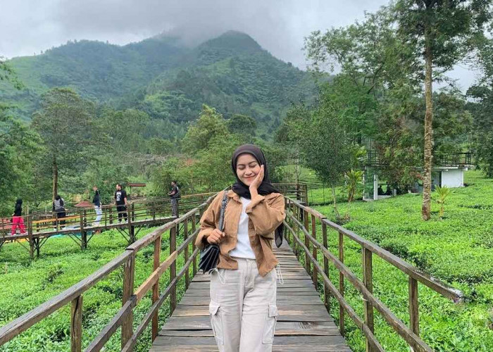 Kebun Teh Panama wisata di Wonosobo