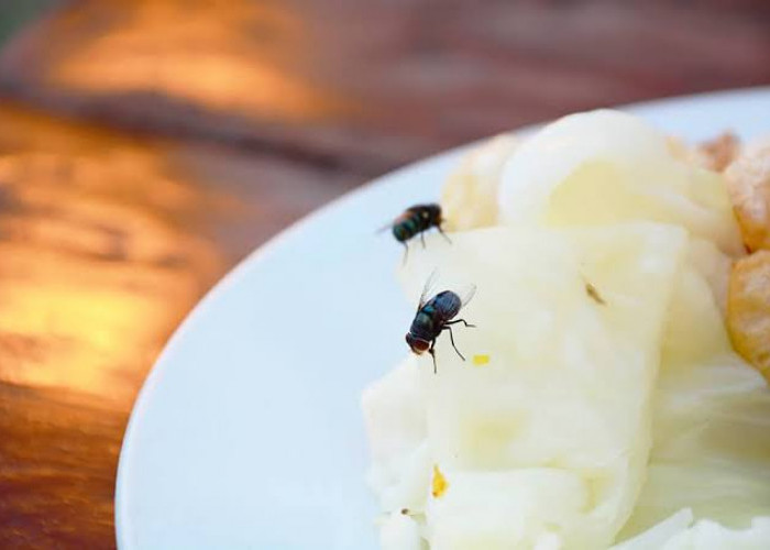 Ini Bahaya Mengonsumsi Makanan yang Sudah Dihinggapi Lalat, Jangan Diremehkan!