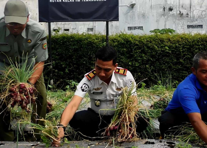 Rutan Kelas IIB Temanggung Panen 450 Kg Bawang Merah, Libatkan Warga Binaan untuk Ketahanan Pangan