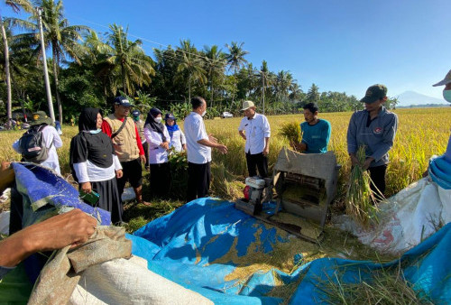 Sistem Tanam Jajar Legowo Dongkrak Produktivitas Padi Hingga 15 Persen Pada Musim Tanam Kedua di Purworejo