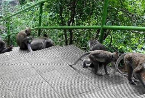 Cegah Penularan Cacar Monyet, Dinkes Temanggung Himbau Masyarakat Hindari Kontak Langsung dengan Hewan Liar