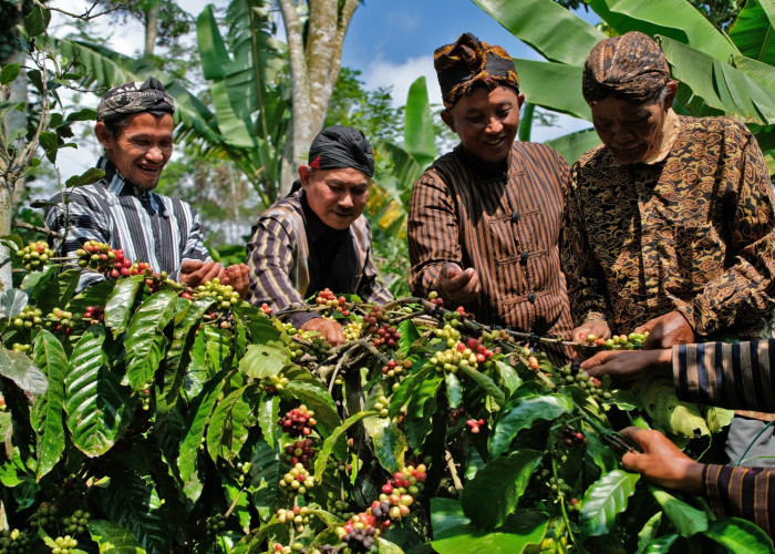 Tradisi Nublek Kopi Temanggung Dimulai, Warga Gunung Gempol Sambut Panen dengan Doa dan Syukur