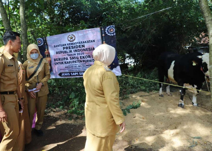 Sapi Kurban Presiden 1 Ton Diserahkan ke Warga Purworejo Jelang Iduladha 1447 H