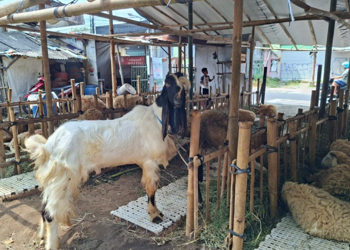 Jelang Iduladha, Penjualan Hewan Kurban di Kota Magelang Lesu Terdampak Biaya Sekolah