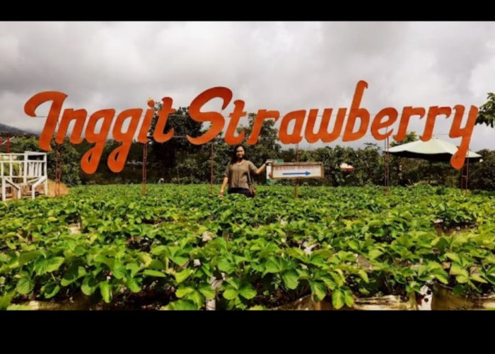 Liburan Seru petik Strawberry Sendiri di Kebun Inggit Strawberry Bersama Keluarga dan Sahabat