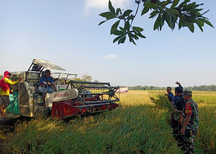 Hadapi Perubahan Iklim Ekstrim, Ini yang Dilakukan Petani di Purworejo