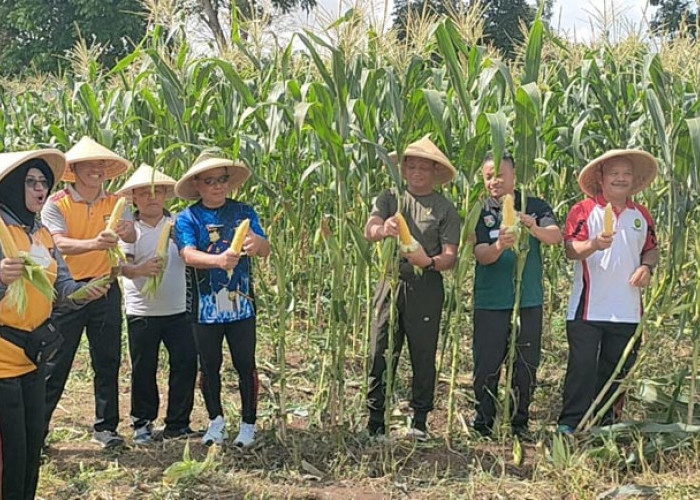 Dukung Ketahanan Pangan, Kodim Magelang Panen Jagung Bersama