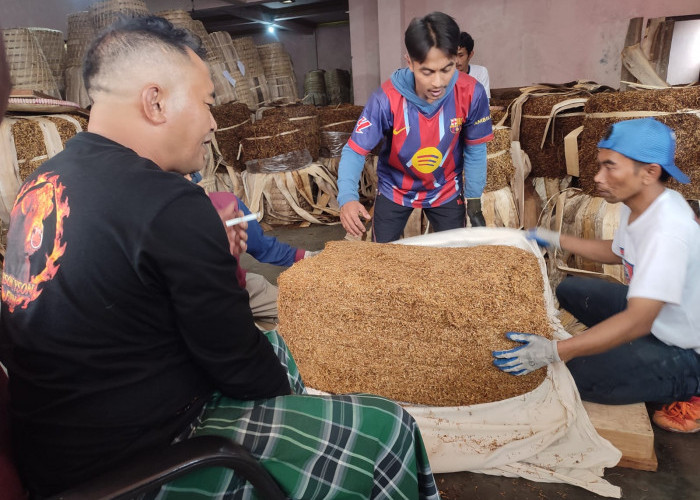 Panen Tembakau Wonosobo, Hasil Panen Turun, Harga Naik