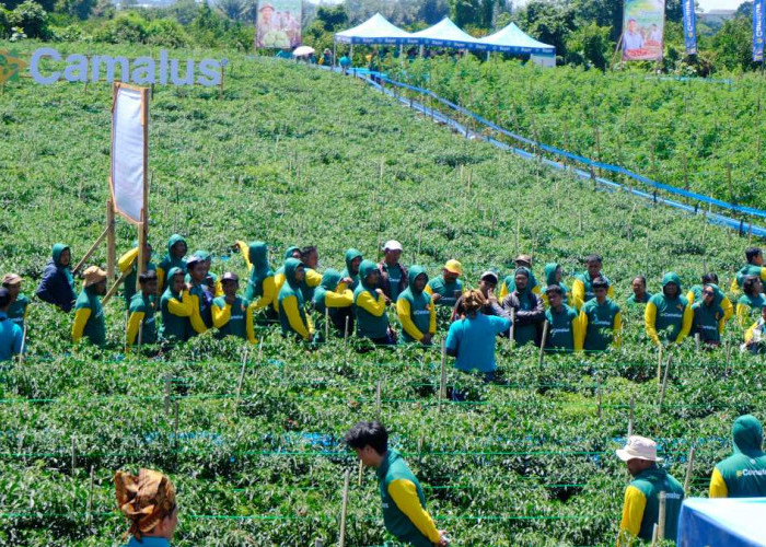 Bayer Rilis Insektisida Ganda Camalus, Solusi Petani Pangkas Ongkos Produksi