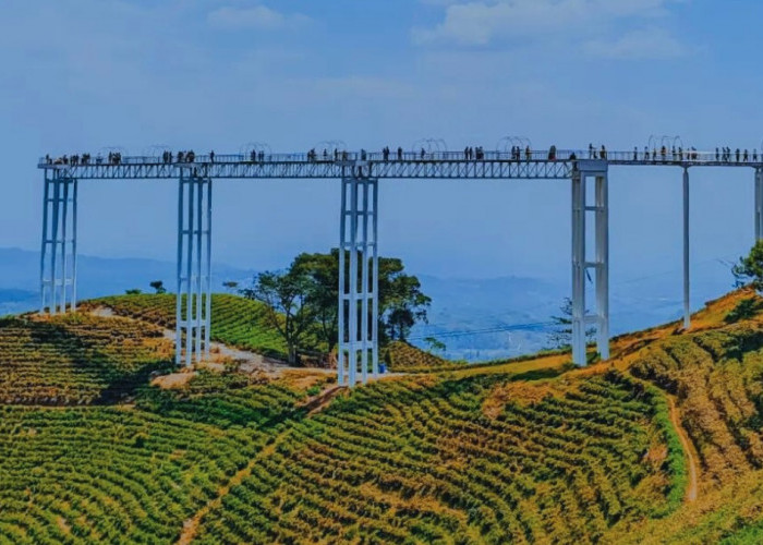 Segini Harga Tiket Kemuning Hills Karanganyar, Mulai dari Jembatan Kaca 120 Meter Sampai Hamparan Kebun Teh