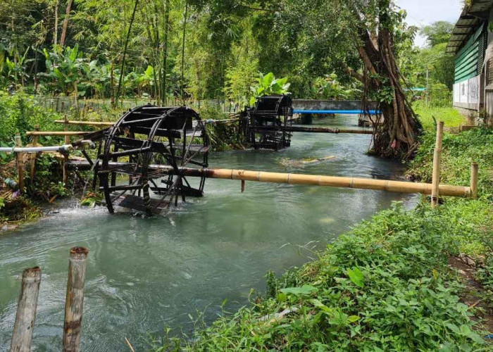 Kincir Air Bambu Masih Jadi Andalan Pertanian di Bondowoso Magelang