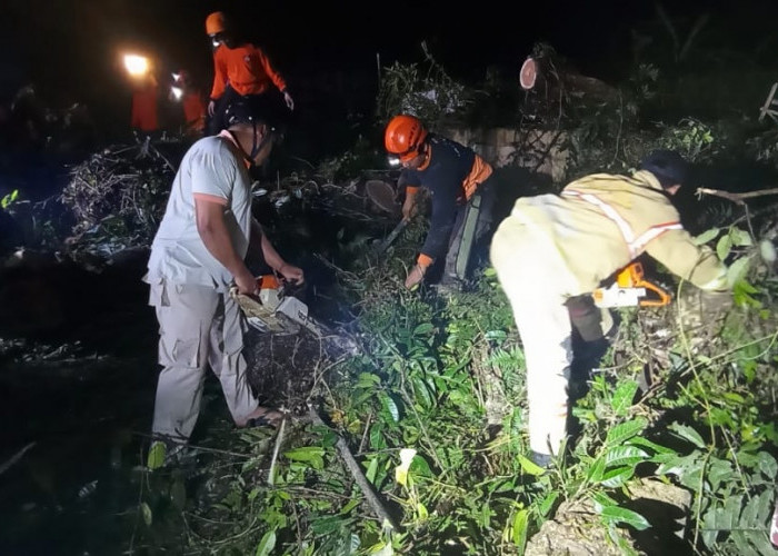 Pohon Beringin Tua Ambruk di Lereng Gunung Sindoro, Jalan Desa Kembali Normal