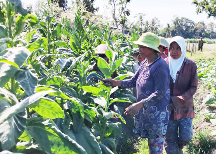 Petani Tembakau di Magelang Panen Raya Tembakau