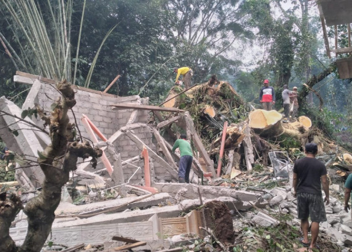 Tanah Longsor dan Pohon Tumbang Terjang Grabag Magelang, BPBD Imbau Warga Waspada