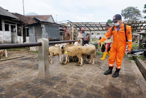 Pemkab Temanggung Perketat Lalu Lintas Hewan Kurban